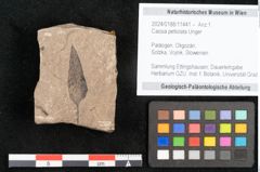 Foto (Objekt + Etikett) von Cassia petiolata Unger (NHMW-GEO-2024-0188-11441)